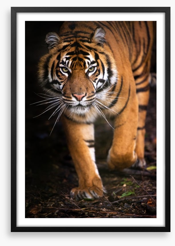 Stalking tiger