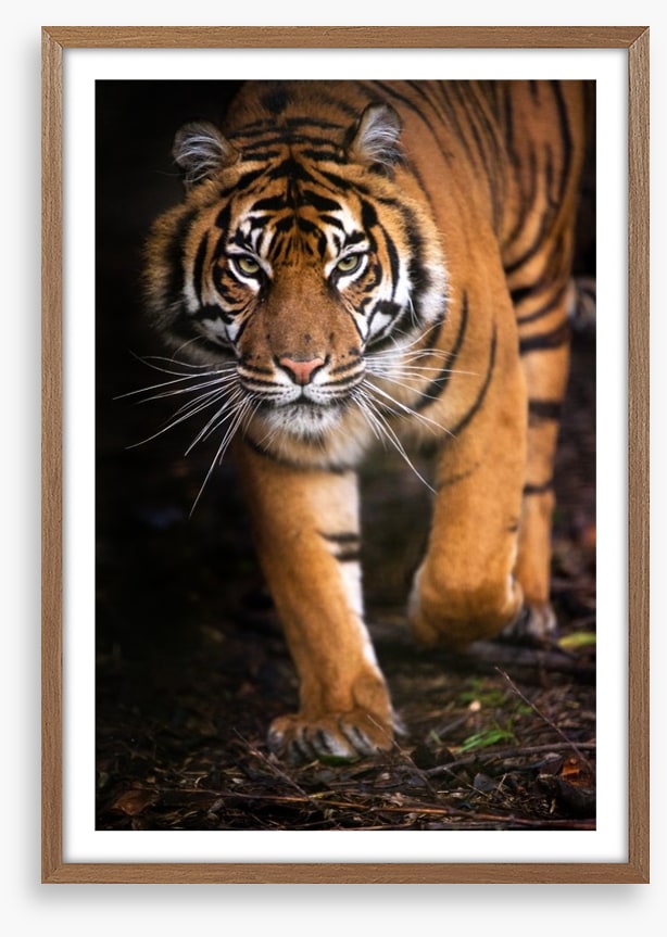 Stalking tiger