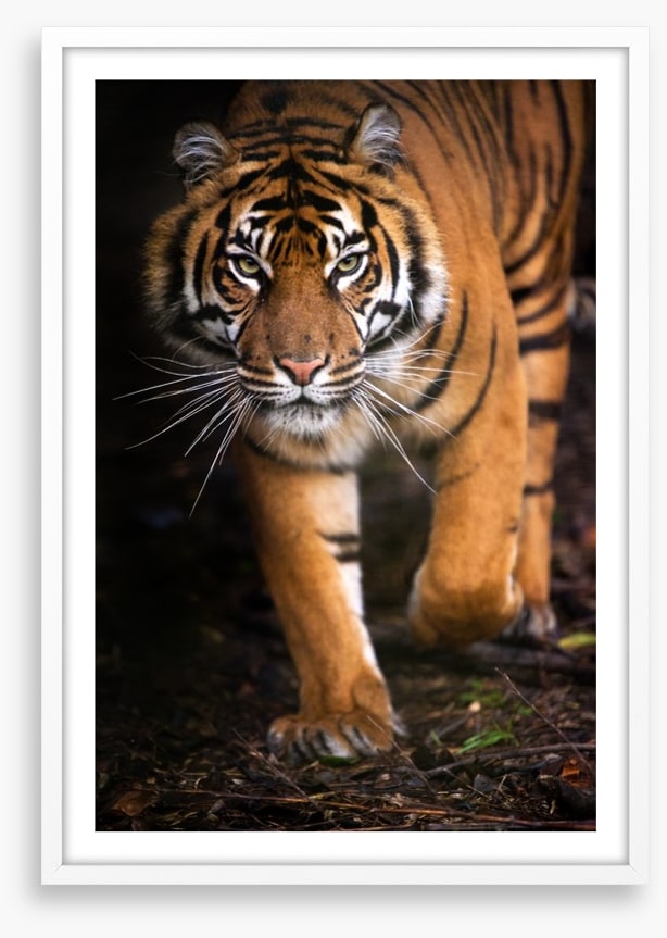 Stalking tiger