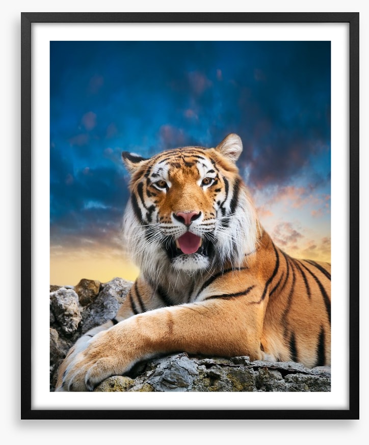 Don't mess with the tigress
