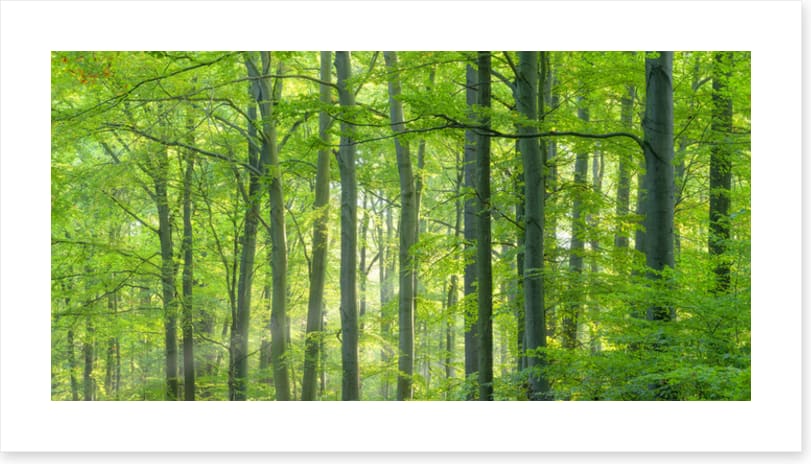 Forests