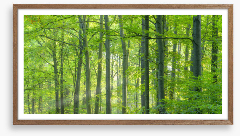 Forests