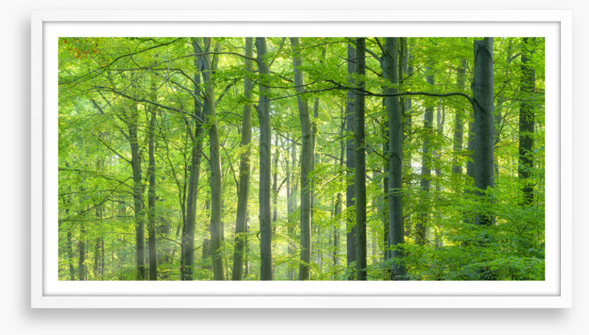 Forests