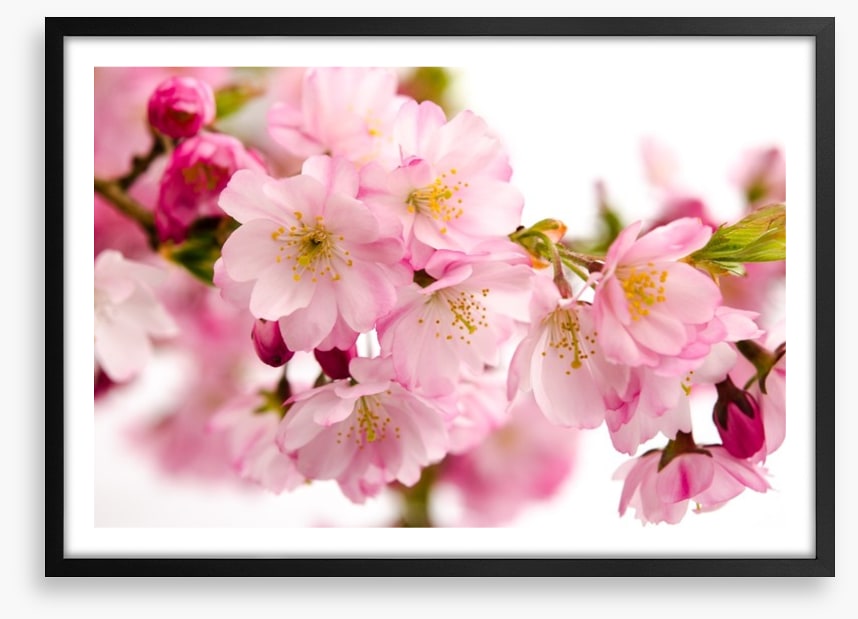 Tender cherry blooms