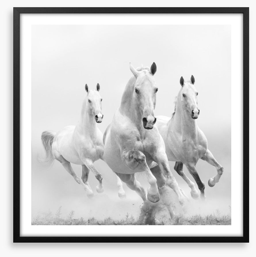 Wild white horses