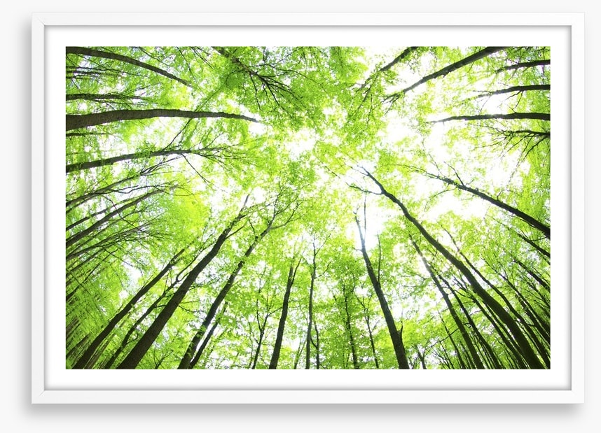 Green forest canopy