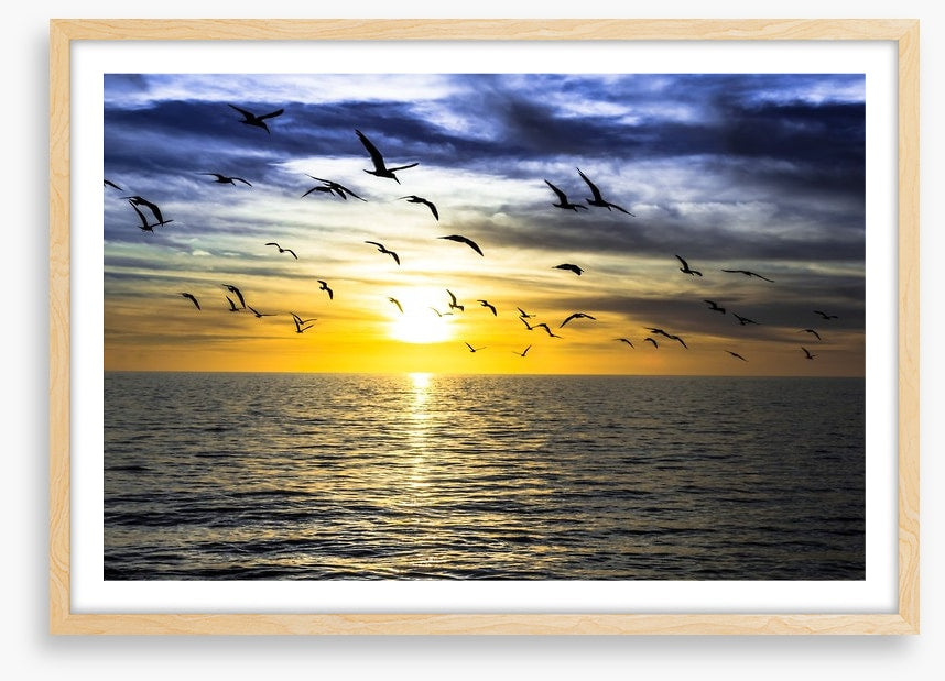 Gulls on the horizon