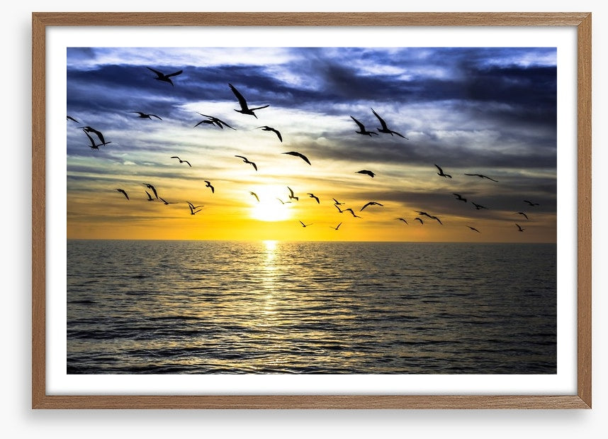 Gulls on the horizon