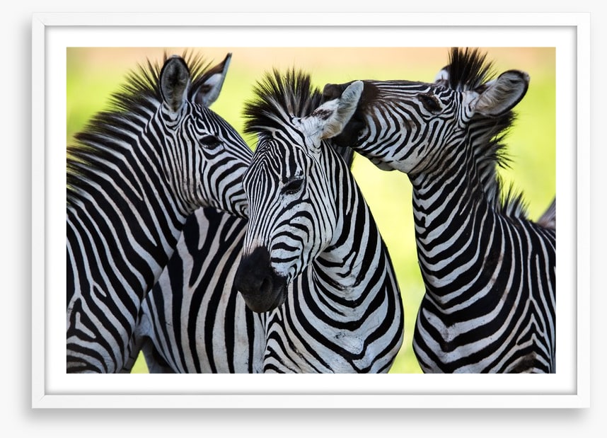 Kissing zebras