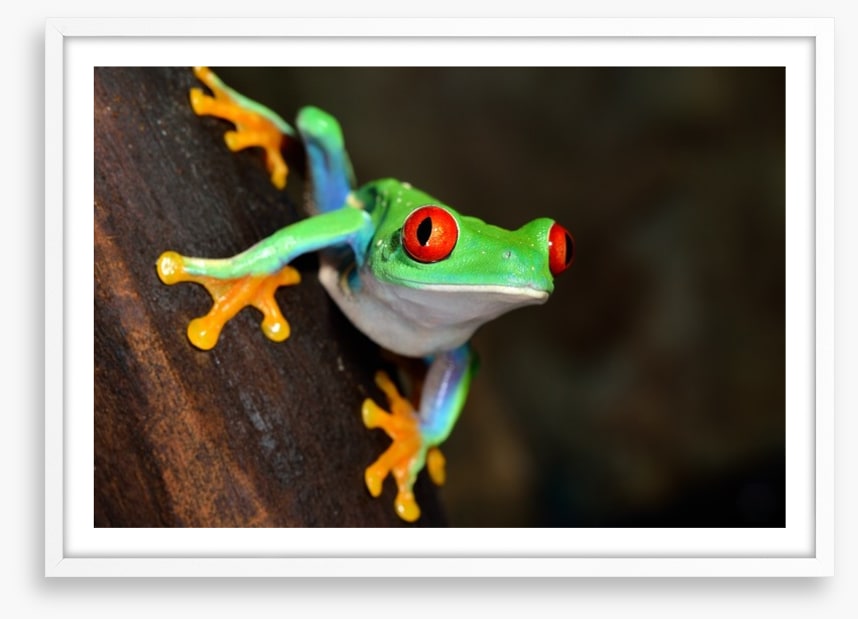 Red eye peeper