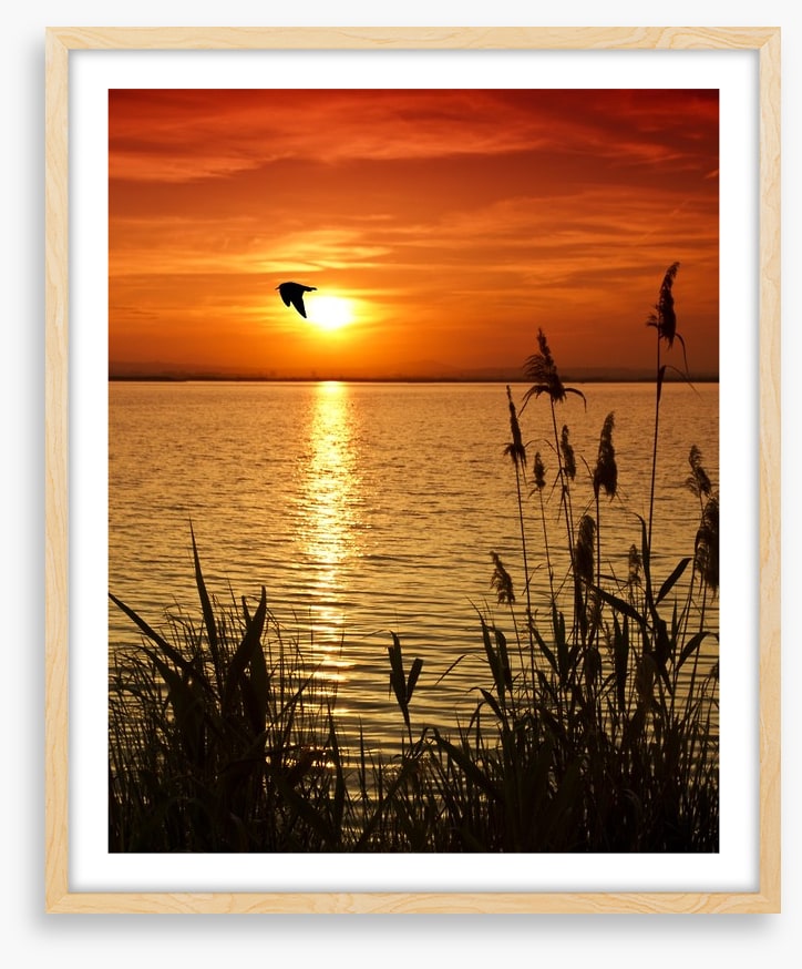 Sundown silhouettes
