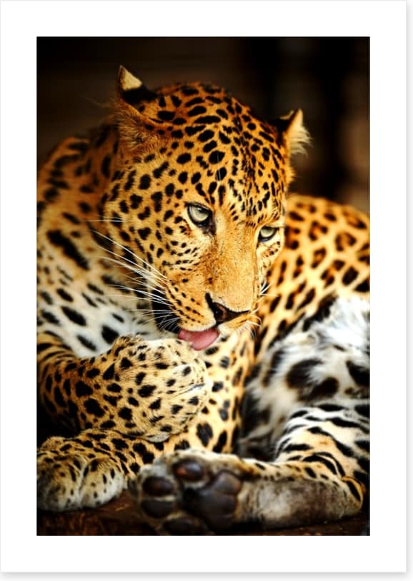 A lick of the paw