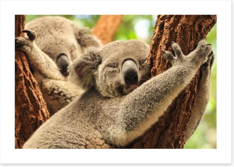 Together we snooze
