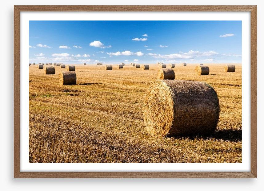 Late summer crop