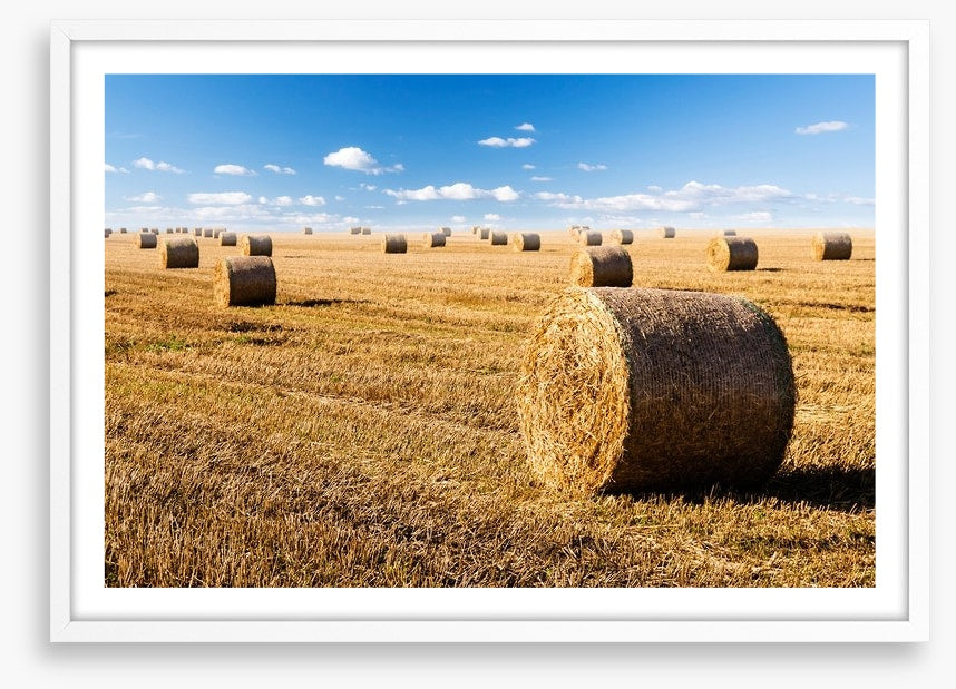 Late summer crop
