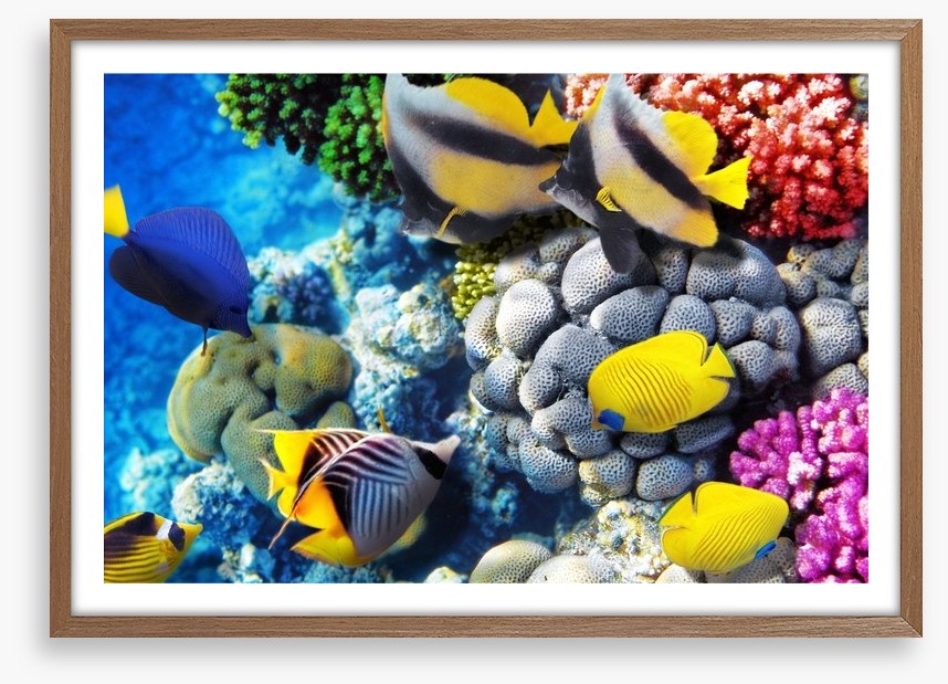 Finding Dory