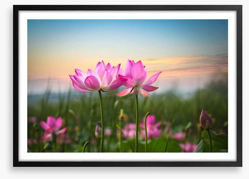 Lotus flower sunset