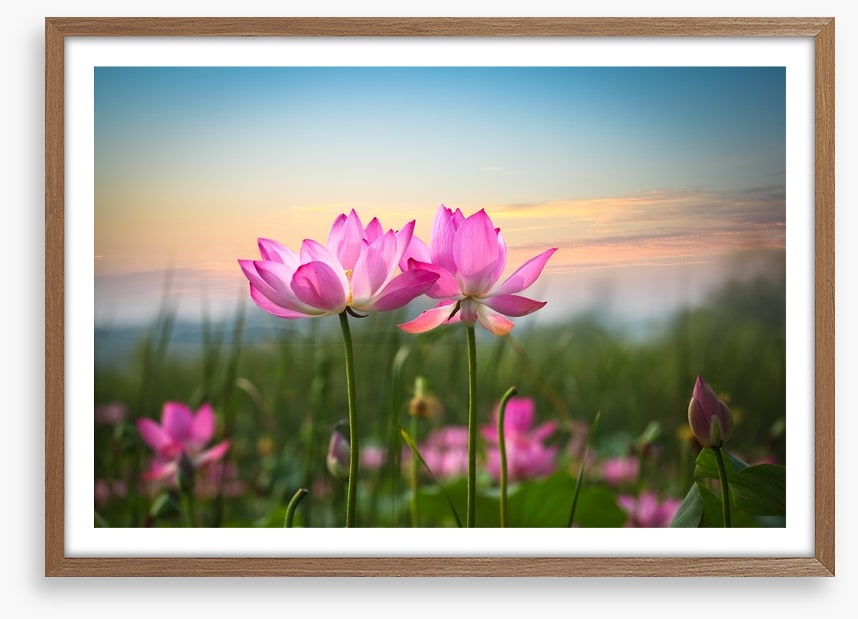 Lotus flower sunset
