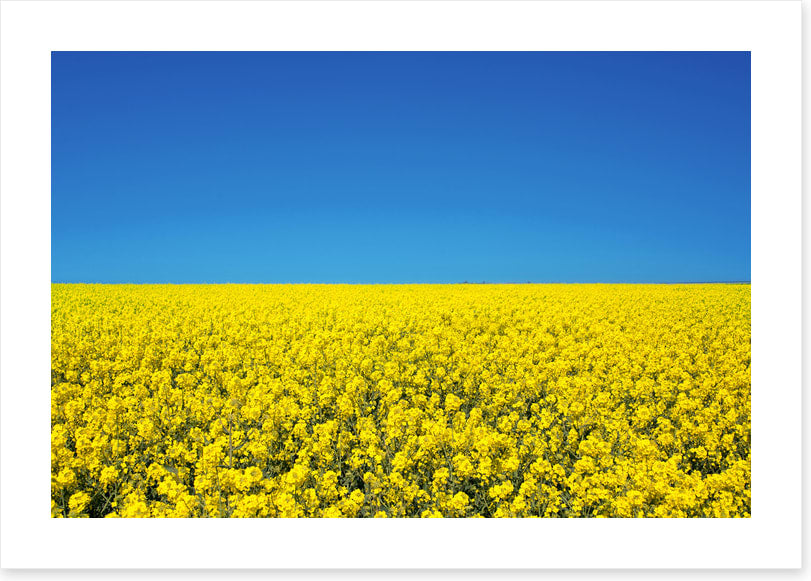 Canola sky