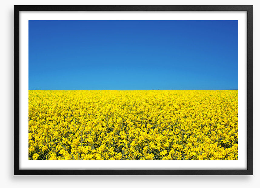 Canola sky