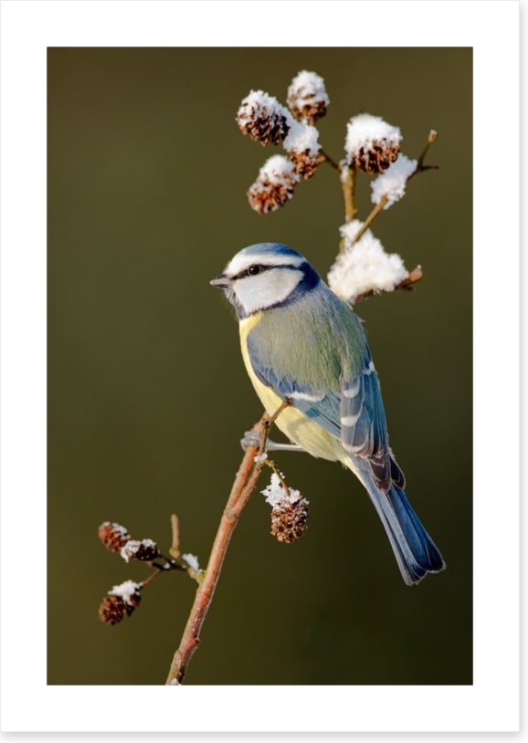 Snow branch blue tit