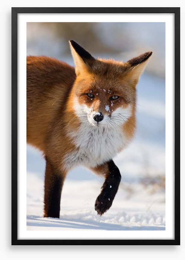 Cold feet fox