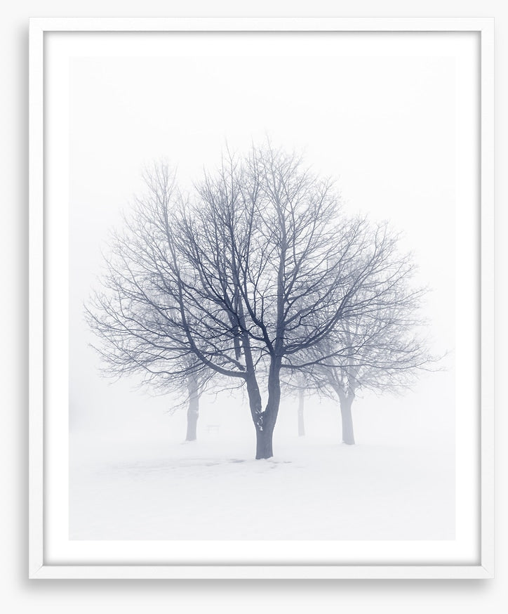 Bones of the boughs