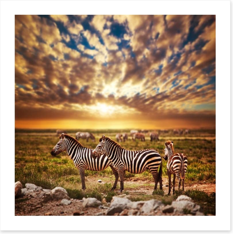 Zebras in Serengeti sunset