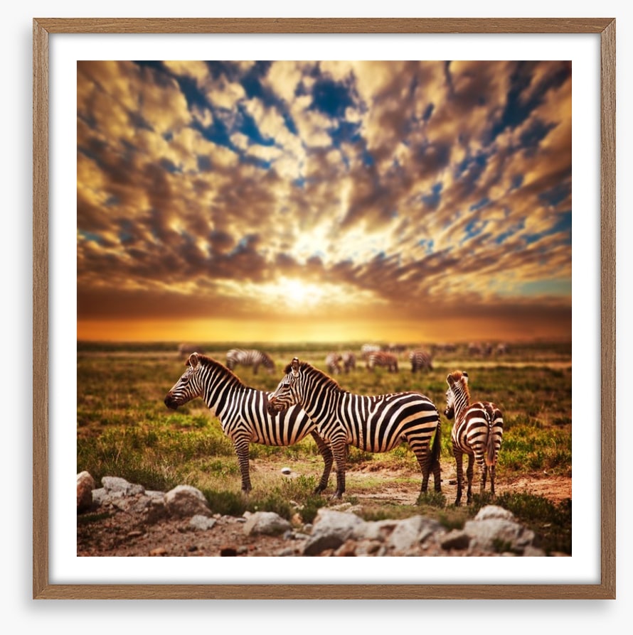 Zebras in Serengeti sunset