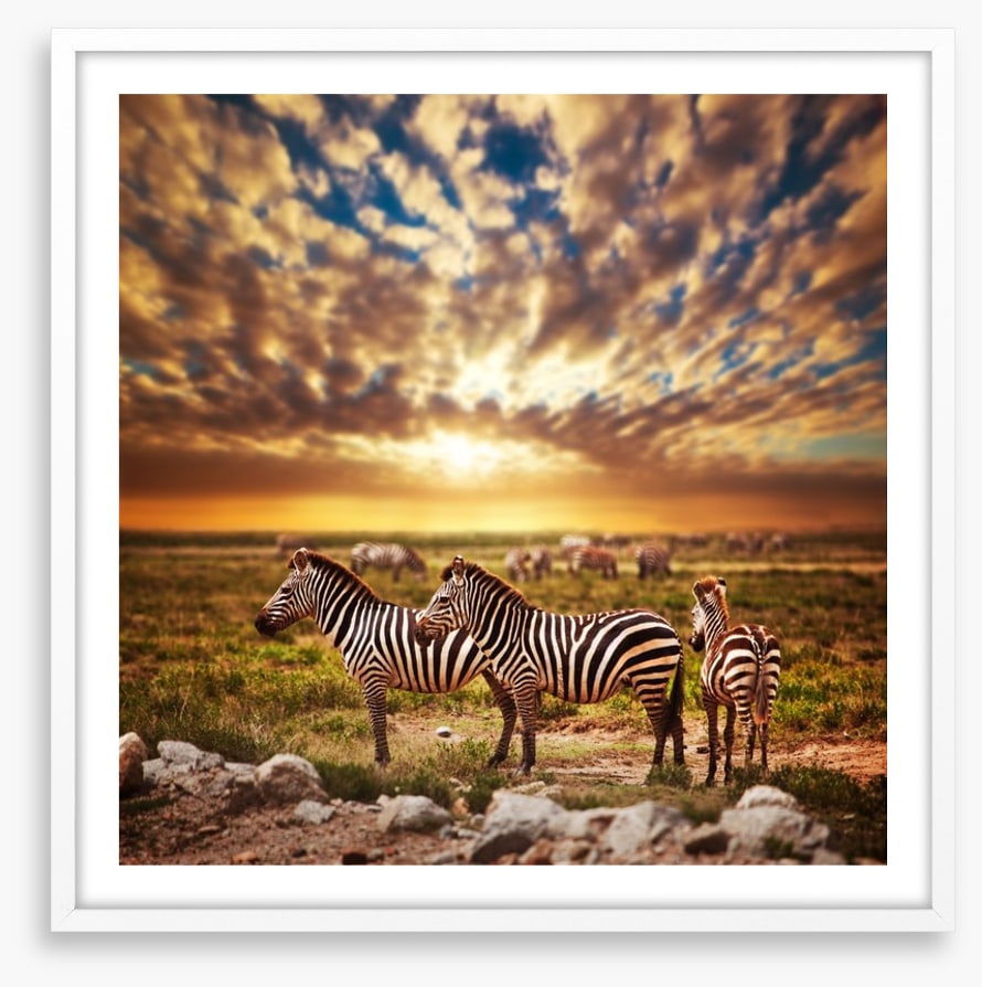 Zebras in Serengeti sunset