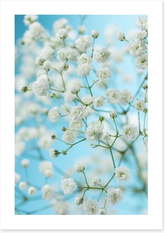 Baby breath blossom