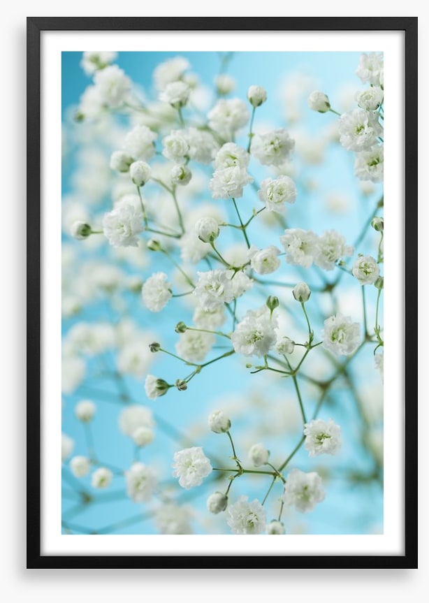 Baby breath blossom
