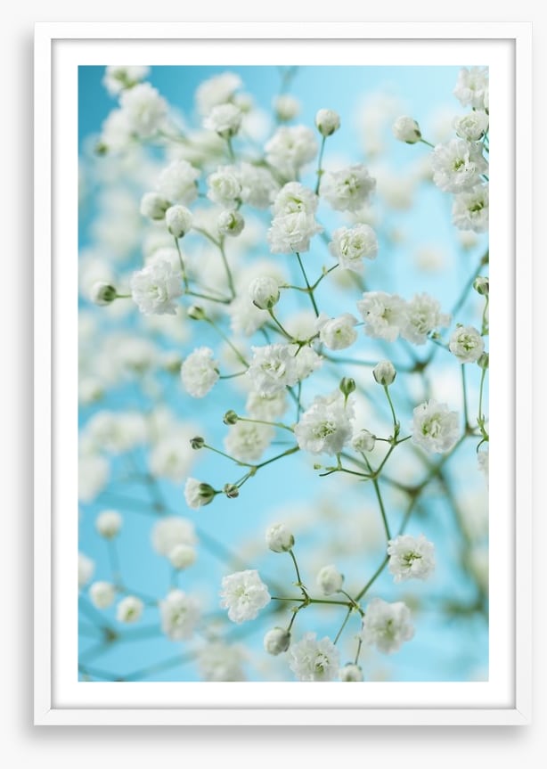Baby breath blossom