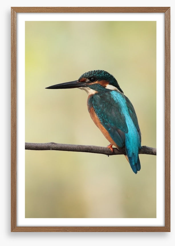 Majestic Kingfisher