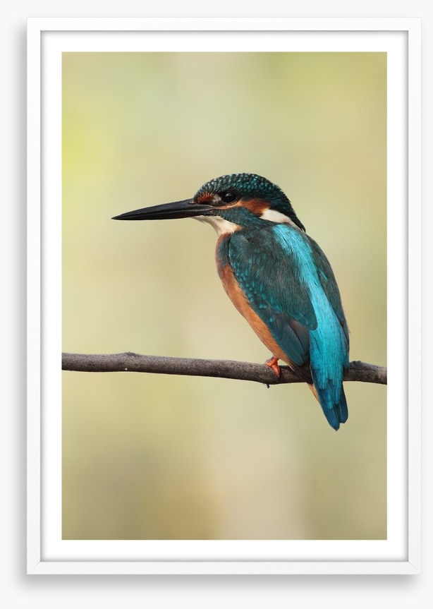Majestic Kingfisher