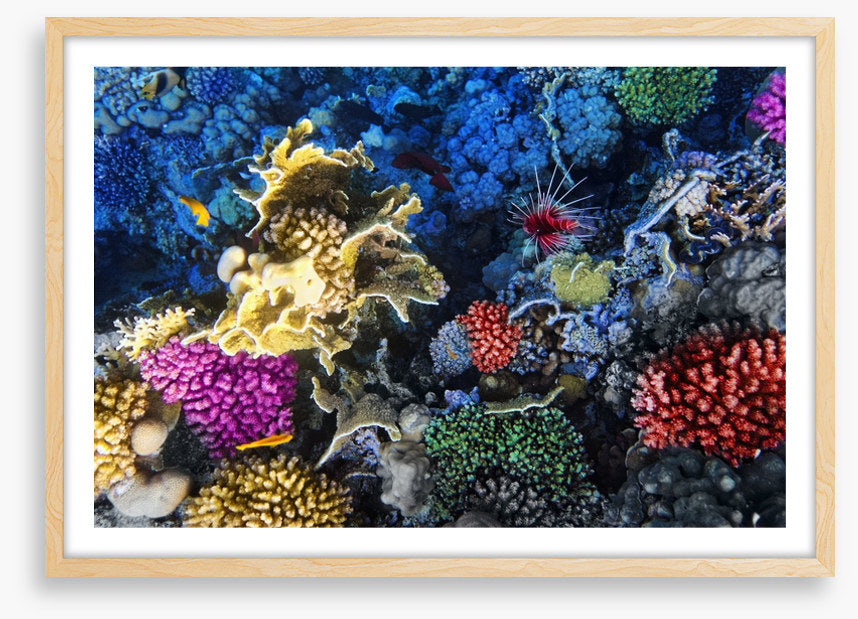 Coral colonies