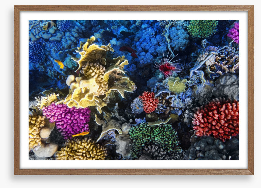 Coral colonies