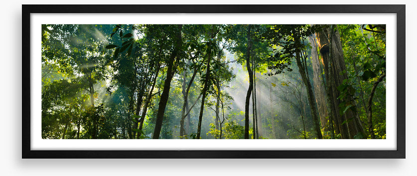 Rainforest rays panorama