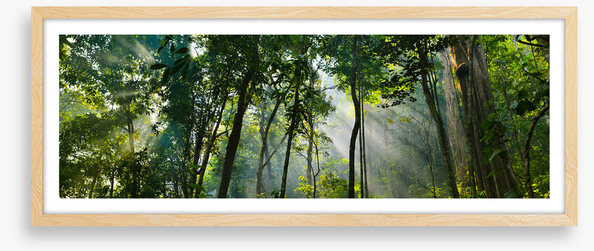 Rainforest rays panorama