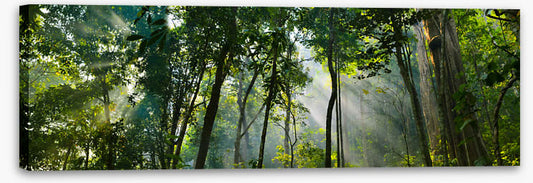 Rainforest rays panorama