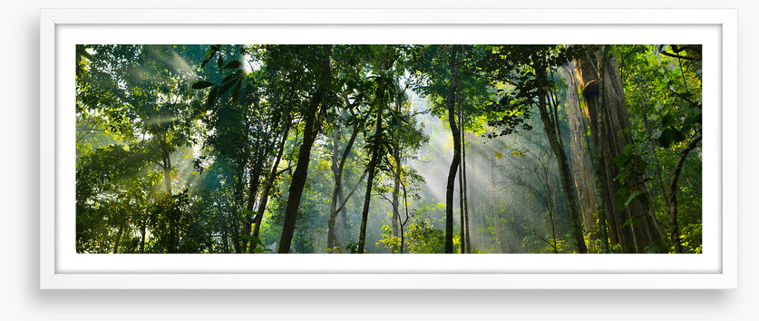 Rainforest rays panorama