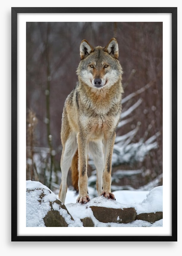 Winter wolf