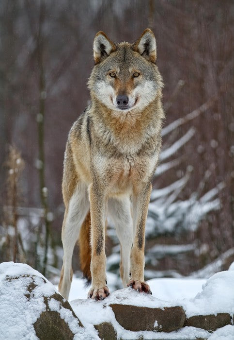 Winter wolf