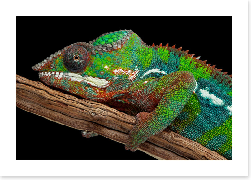 Reptiles / Amphibian