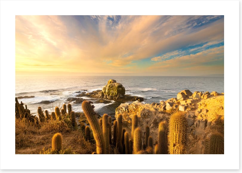 Off the cactus coast