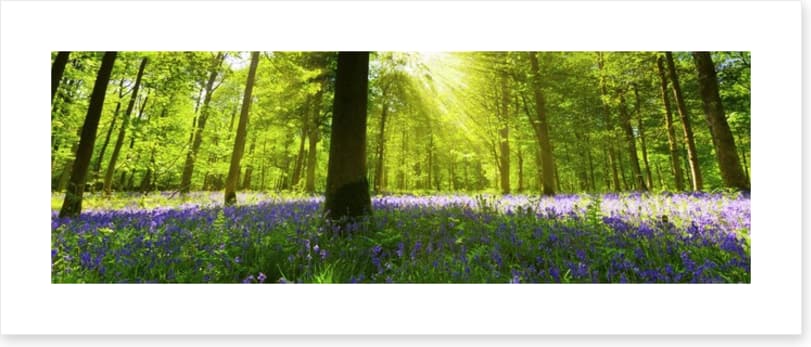 Bluebell woods panorama
