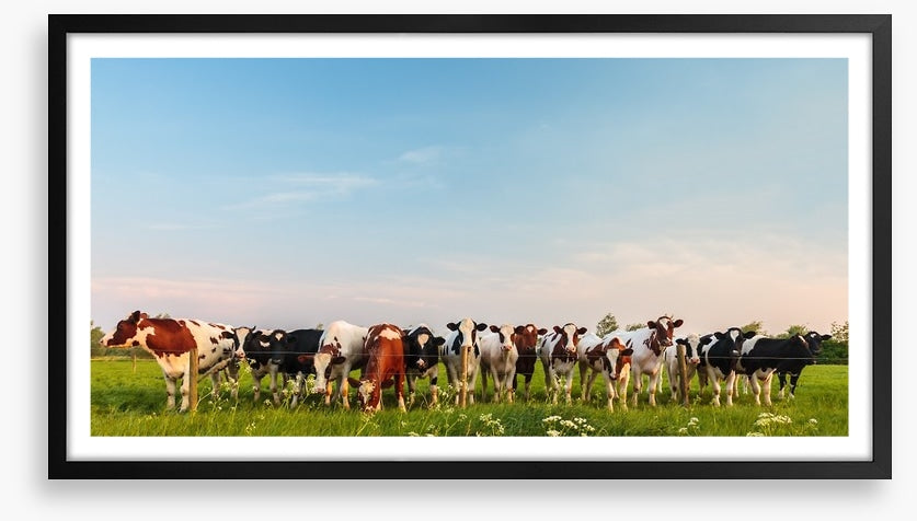 Twelve cows a grazing