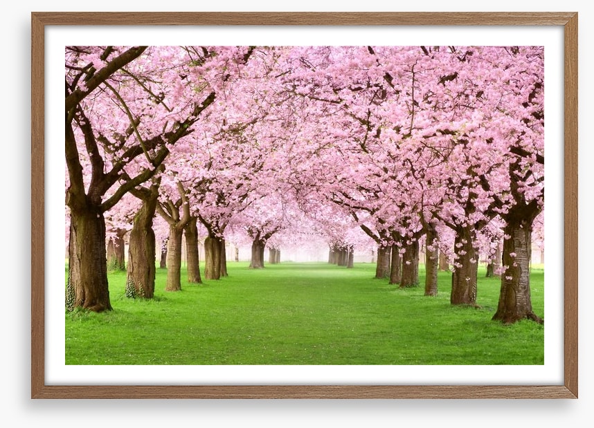 Cherry blossom tunnel
