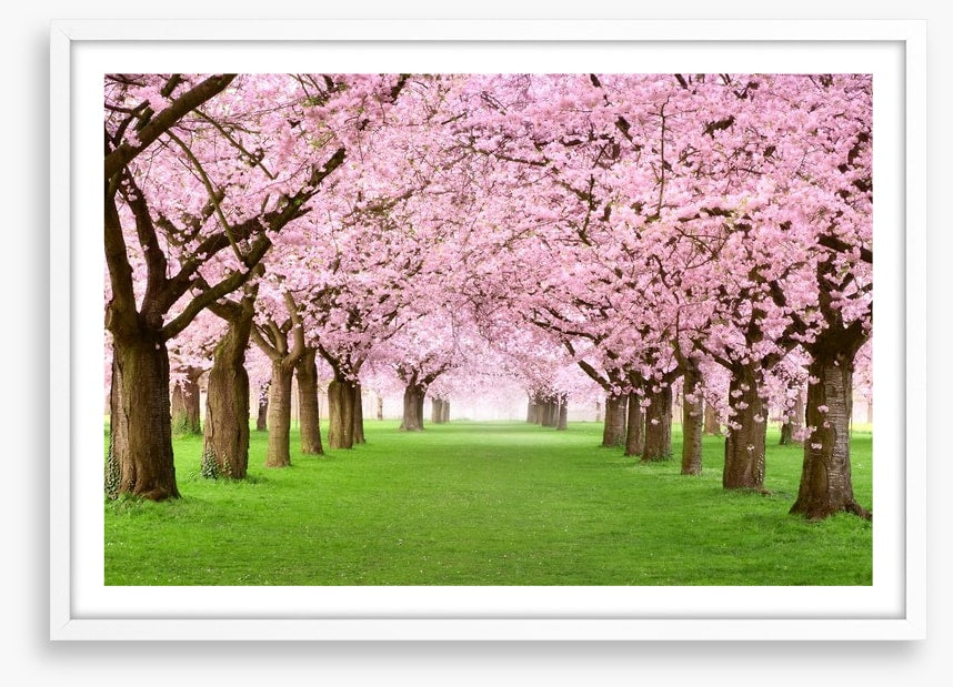 Cherry blossom tunnel