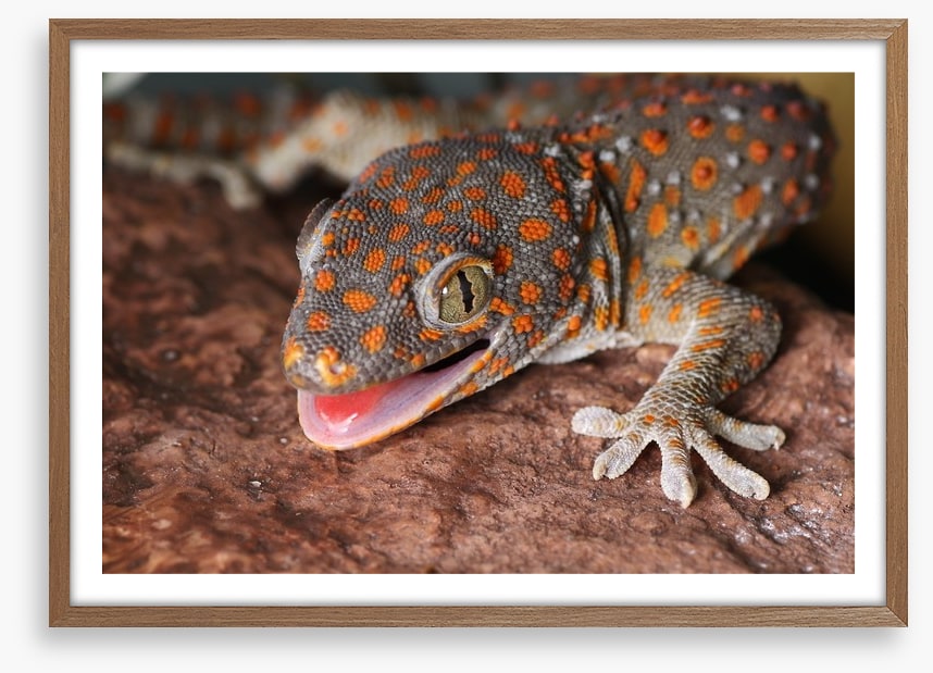 Reptiles / Amphibian